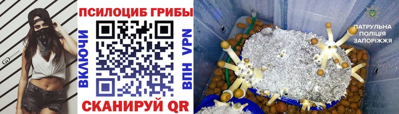 Псилоцибиновые грибы Psilocybine cubensis  Новопавловск 